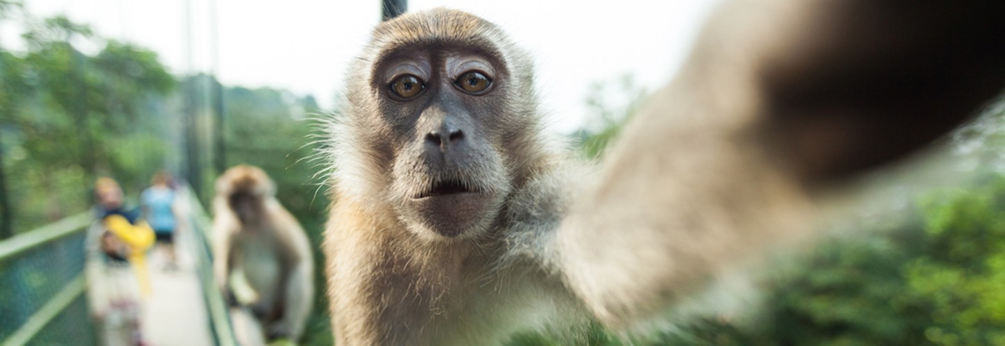 Animali non addomesticabili