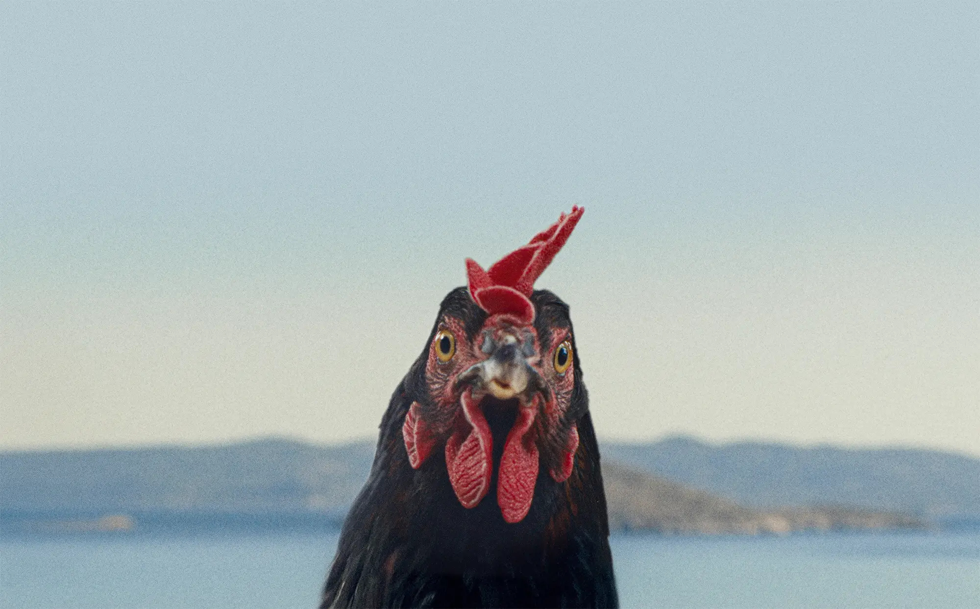 Hen – Storia di una gallina